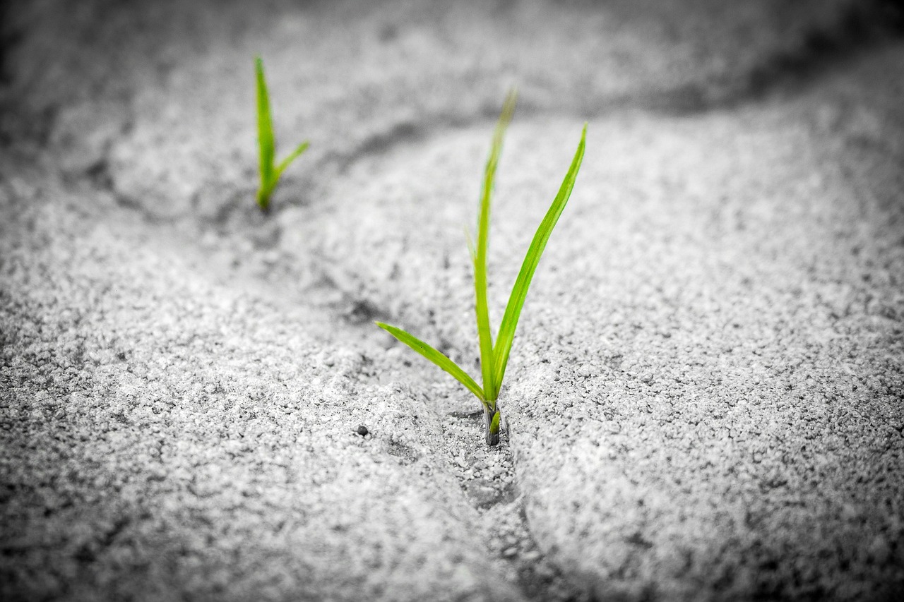 entdecken sie die bedeutung von resilienz und erfahren sie, wie sie ihre persönliche widerstandsfähigkeit stärken können, um herausforderungen erfolgreich zu meistern.