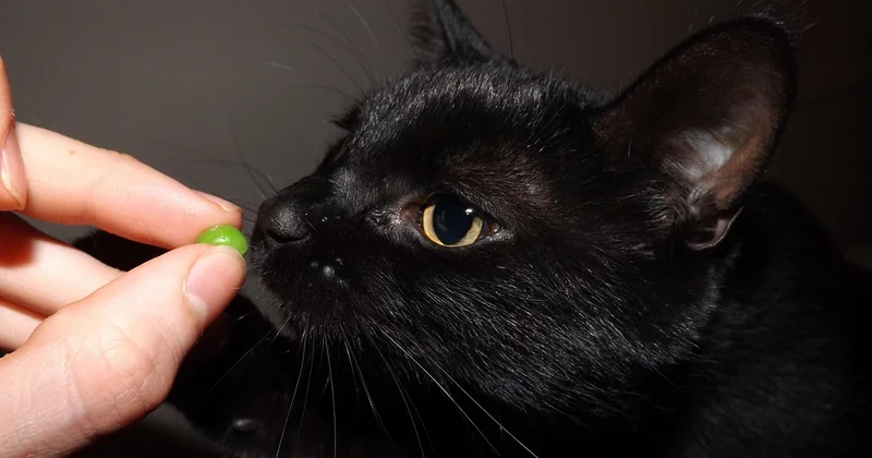 Die ersten Anzeichen: Wie merkt man, dass ein Kater geschlechtsreif wird?